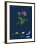 Daphne Mezereum; Mezereon-null-Framed Giclee Print