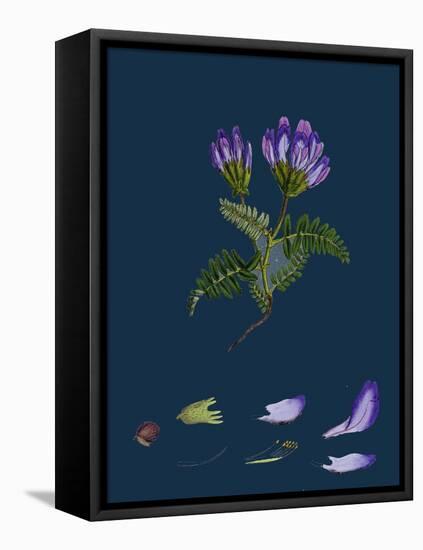 Daphne Mezereum; Mezereon-null-Framed Stretched Canvas