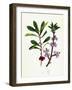 Daphne Mezereum Mezereon-null-Framed Giclee Print