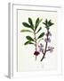 Daphne Mezereum Mezereon-null-Framed Giclee Print