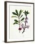 Daphne Mezereum Mezereon-null-Framed Giclee Print