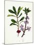 Daphne Mezereum Mezereon-null-Mounted Giclee Print