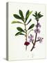 Daphne Mezereum Mezereon-null-Stretched Canvas