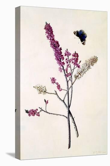 Daphne Mezereum with Butterfly, C.1740-Georg Dionysius Ehret-Stretched Canvas