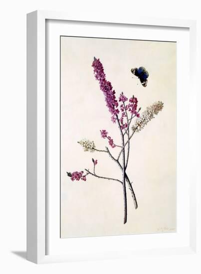 Daphne Mezereum with Butterfly, C.1740-Georg Dionysius Ehret-Framed Giclee Print