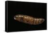 Daphnis Nerii (Oleander Hawk Moth) - Pupa-Paul Starosta-Framed Stretched Canvas