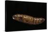 Daphnis Nerii (Oleander Hawk Moth) - Pupa-Paul Starosta-Stretched Canvas