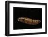 Daphnis Nerii (Oleander Hawk Moth) - Pupa-Paul Starosta-Framed Photographic Print