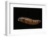 Daphnis Nerii (Oleander Hawk Moth) - Pupa-Paul Starosta-Framed Photographic Print