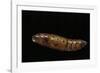 Daphnis Nerii (Oleander Hawk Moth) - Pupa-Paul Starosta-Framed Photographic Print