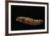 Daphnis Nerii (Oleander Hawk Moth) - Pupa-Paul Starosta-Framed Photographic Print