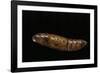 Daphnis Nerii (Oleander Hawk Moth) - Pupa-Paul Starosta-Framed Photographic Print