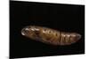 Daphnis Nerii (Oleander Hawk Moth) - Pupa-Paul Starosta-Mounted Photographic Print