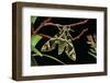 Daphnis Nerii (Oleander Hawk Moth)-Paul Starosta-Framed Photographic Print