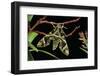 Daphnis Nerii (Oleander Hawk Moth)-Paul Starosta-Framed Photographic Print