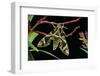 Daphnis Nerii (Oleander Hawk Moth)-Paul Starosta-Framed Photographic Print