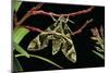 Daphnis Nerii (Oleander Hawk Moth)-Paul Starosta-Mounted Photographic Print