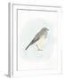 Dapper Bird I-June Vess-Framed Art Print