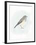 Dapper Bird I-June Vess-Framed Art Print