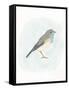 Dapper Bird I-June Vess-Framed Stretched Canvas