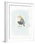 Dapper Bird II-June Vess-Framed Art Print