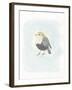 Dapper Bird II-June Vess-Framed Art Print