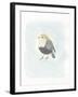 Dapper Bird II-June Vess-Framed Art Print