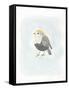 Dapper Bird II-June Vess-Framed Stretched Canvas