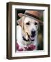 Dapper Dog-Susan Bryant-Framed Art Print