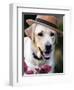 Dapper Dog-Susan Bryant-Framed Art Print