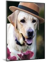 Dapper Dog-Susan Bryant-Mounted Art Print