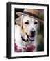 Dapper Dog-Susan Bryant-Framed Art Print