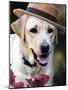 Dapper Dog-Susan Bryant-Mounted Art Print