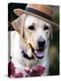 Dapper Dog-Susan Bryant-Stretched Canvas