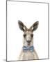 Dapper Kangaroo-Marco Simoni-Mounted Giclee Print