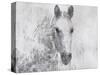Dapple Horse I-Irena Orlov-Stretched Canvas
