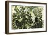 Dappled Radiance-Erin Clark-Framed Art Print