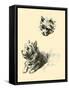 Daria The Cairn Terrier-Lucy Dawson-Framed Stretched Canvas