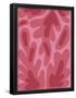 Essential Black