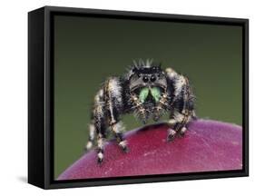 Daring Jumping Spider Adult on Fruit of Texas Prickly Pear Cactus Rio Grande Valley, Texas, USA-Rolf Nussbaumer-Framed Stretched Canvas