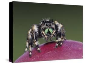 Daring Jumping Spider Adult on Fruit of Texas Prickly Pear Cactus Rio Grande Valley, Texas, USA-Rolf Nussbaumer-Stretched Canvas