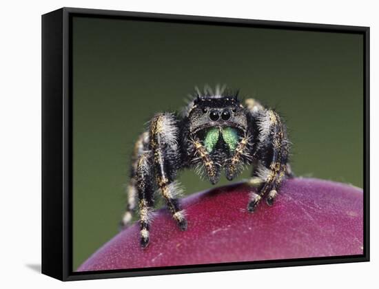 Daring Jumping Spider Adult on Fruit of Texas Prickly Pear Cactus Rio Grande Valley, Texas, USA-Rolf Nussbaumer-Framed Stretched Canvas