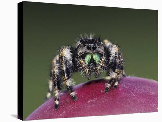 Daring Jumping Spider Adult on Fruit of Texas Prickly Pear Cactus Rio Grande Valley, Texas, USA-Rolf Nussbaumer-Stretched Canvas