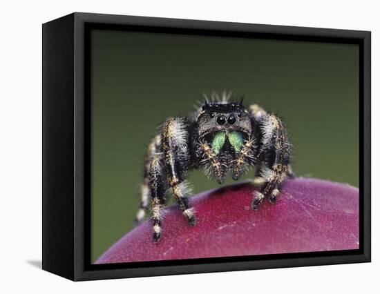 Daring Jumping Spider Adult on Fruit of Texas Prickly Pear Cactus Rio Grande Valley, Texas, USA-Rolf Nussbaumer-Framed Stretched Canvas