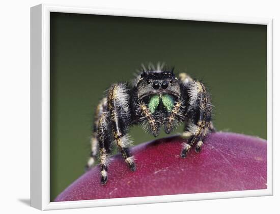 Daring Jumping Spider Adult on Fruit of Texas Prickly Pear Cactus Rio Grande Valley, Texas, USA-Rolf Nussbaumer-Framed Photographic Print