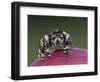 Daring Jumping Spider Adult on Fruit of Texas Prickly Pear Cactus Rio Grande Valley, Texas, USA-Rolf Nussbaumer-Framed Photographic Print