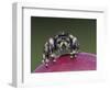 Daring Jumping Spider Adult on Fruit of Texas Prickly Pear Cactus Rio Grande Valley, Texas, USA-Rolf Nussbaumer-Framed Photographic Print