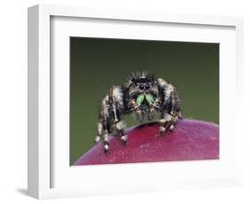 Daring Jumping Spider Adult on Fruit of Texas Prickly Pear Cactus Rio Grande Valley, Texas, USA-Rolf Nussbaumer-Framed Photographic Print