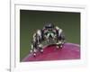 Daring Jumping Spider Adult on Fruit of Texas Prickly Pear Cactus Rio Grande Valley, Texas, USA-Rolf Nussbaumer-Framed Photographic Print