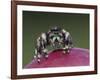 Daring Jumping Spider Adult on Fruit of Texas Prickly Pear Cactus Rio Grande Valley, Texas, USA-Rolf Nussbaumer-Framed Photographic Print